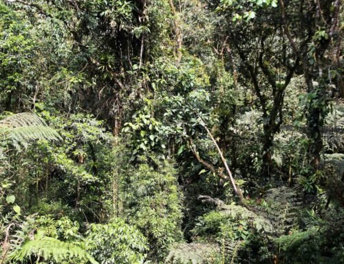 Hoje é o Dia Mundial Do Meio Ambiente